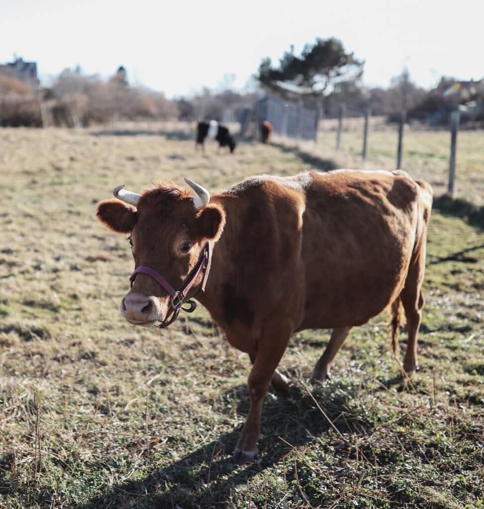 grazing cows at ocean hour farm