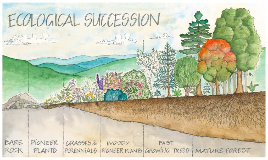 stages of ecological succession, bare rock, pioneer plants, grasses & perennials, woody pioneer plants, fast growing trees, mature plants,