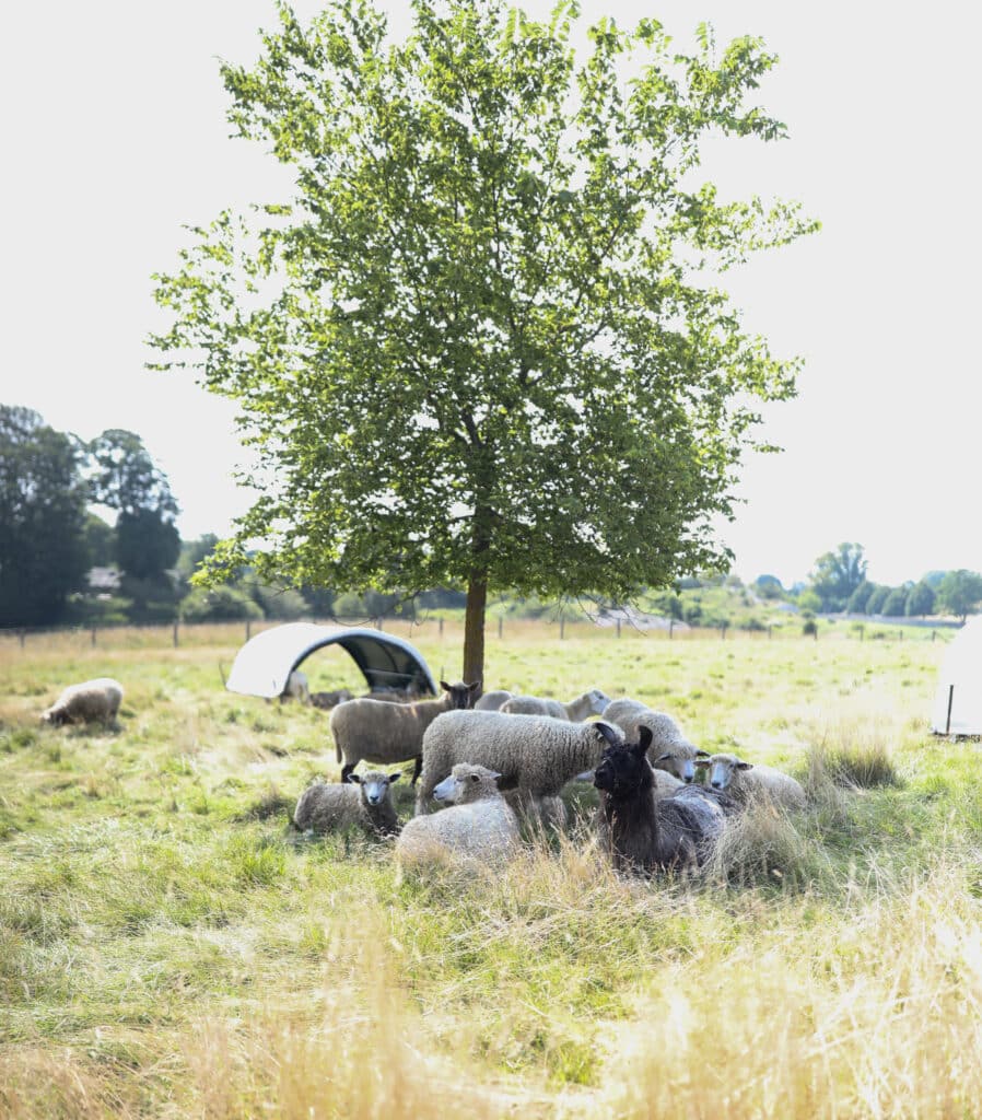 Regenerative Landscaping Workshop Series
