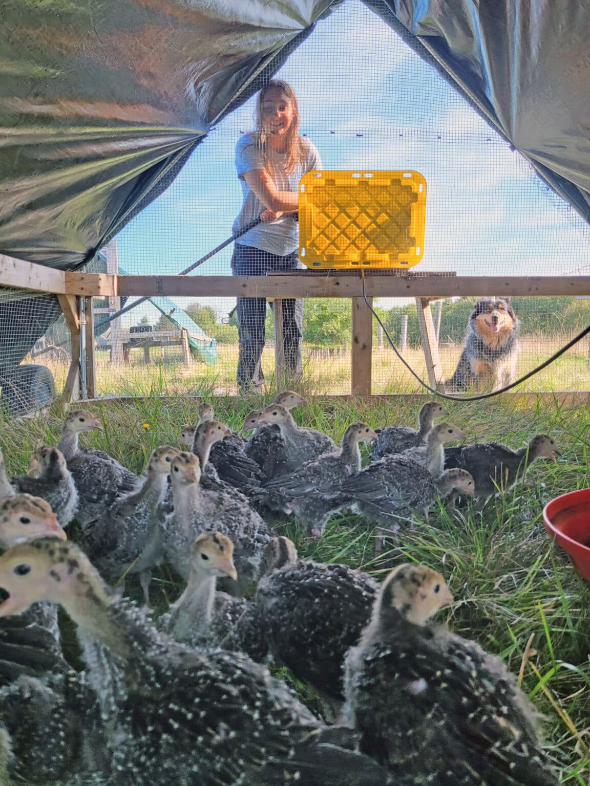 Adding water to poultry tractor.
